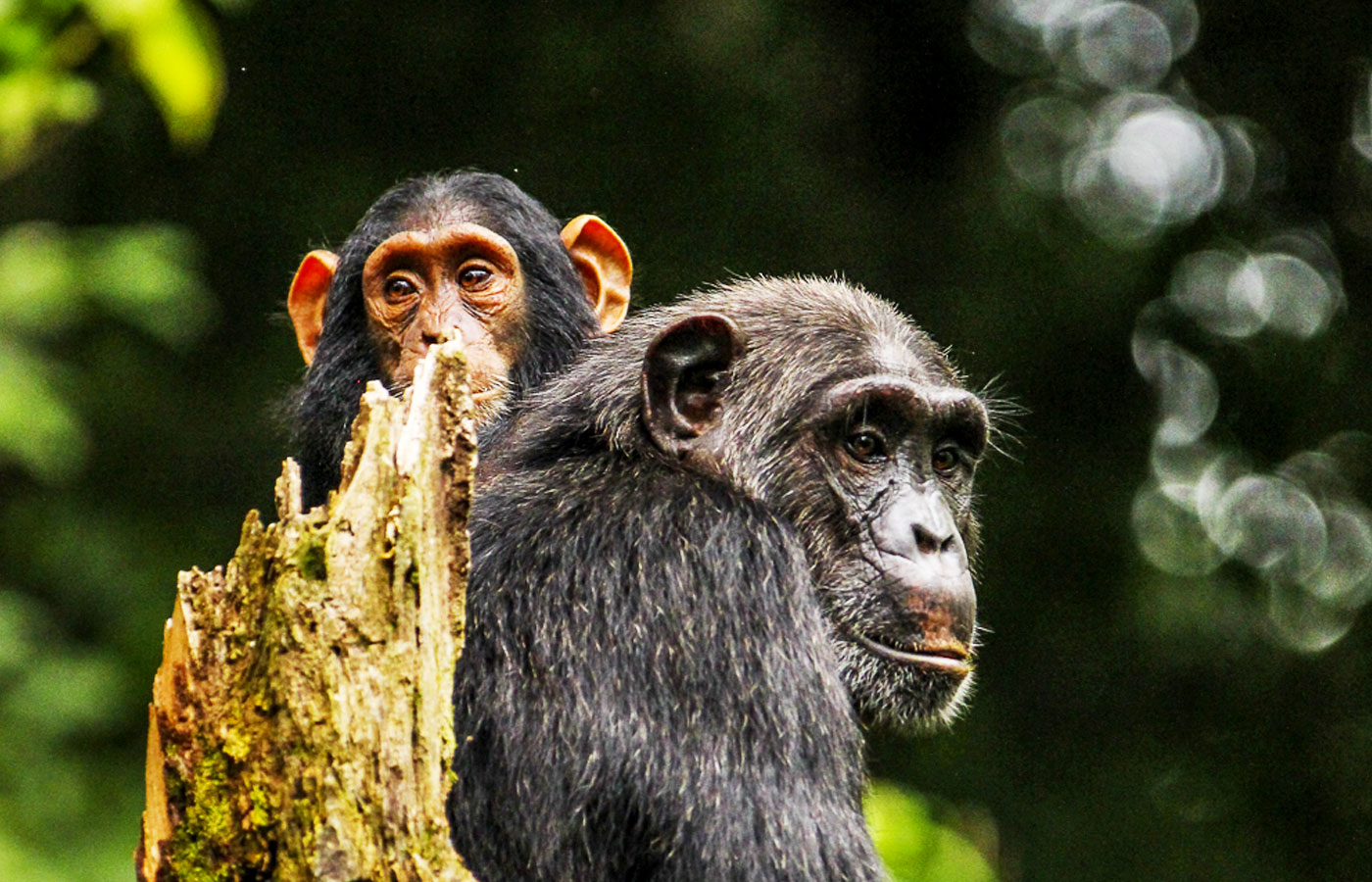 8-days-uganda-safari-primates