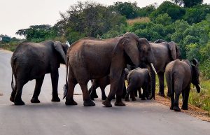 9-days-uganda-safari-holiday