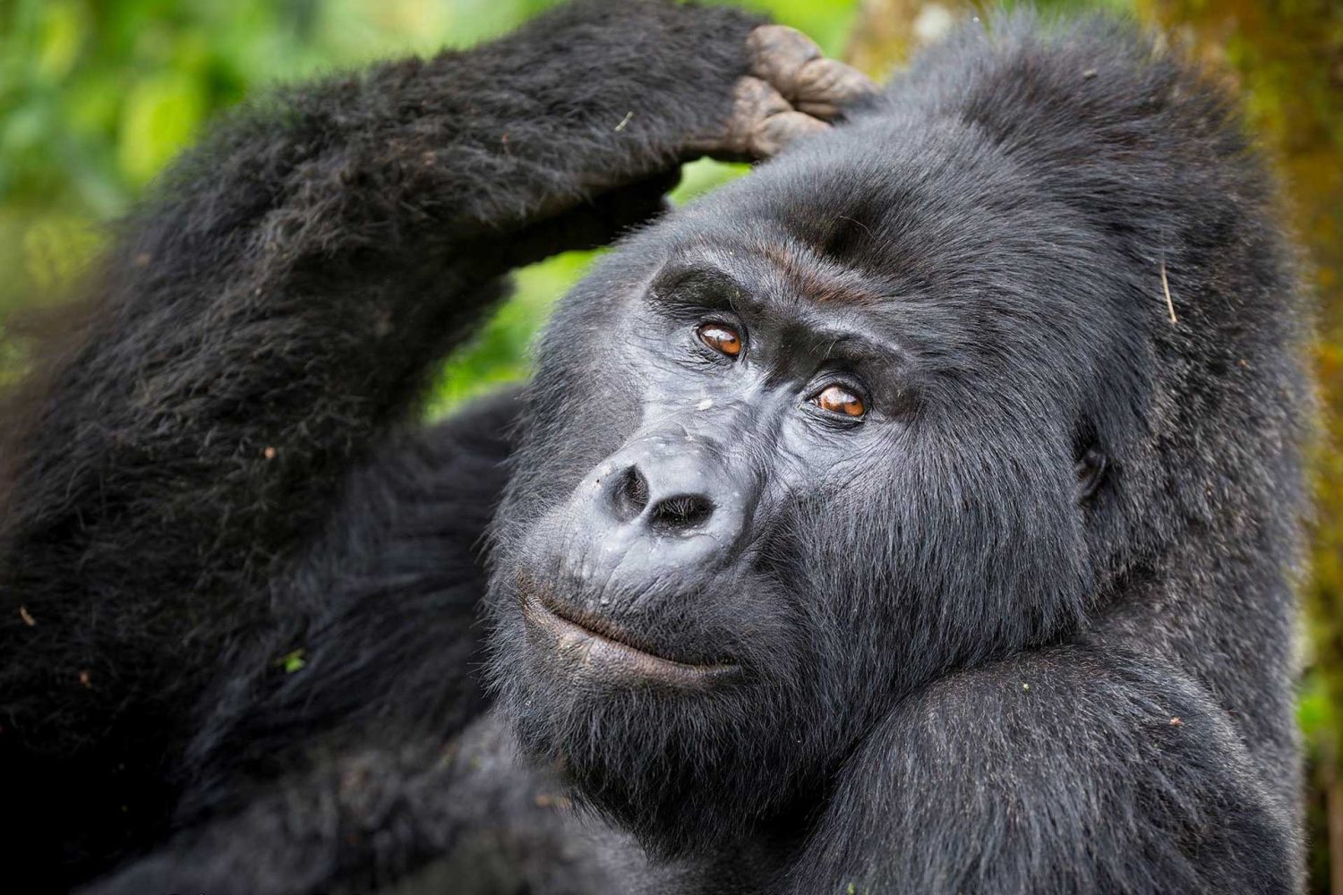 gorilla-trekking-experience-in-uganda-and-rwanda