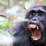 Chimpanzee trekking in Uganda